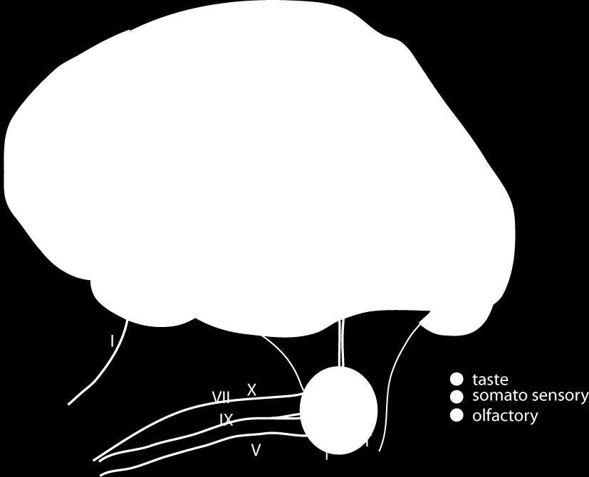 nerve; serves front part of tongue IX: Glossopharyngeal nerve; innervates