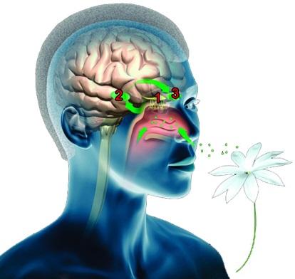 receptoren zorgt voor geurherkenning Een geur(molecuul) kan aan meerdere