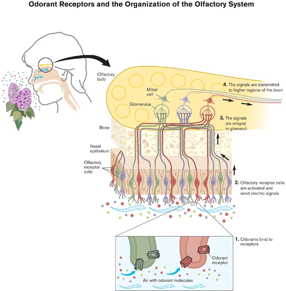 olfactory nerve (CN I) olfactory epithelium R O S R O odorant receptor E A