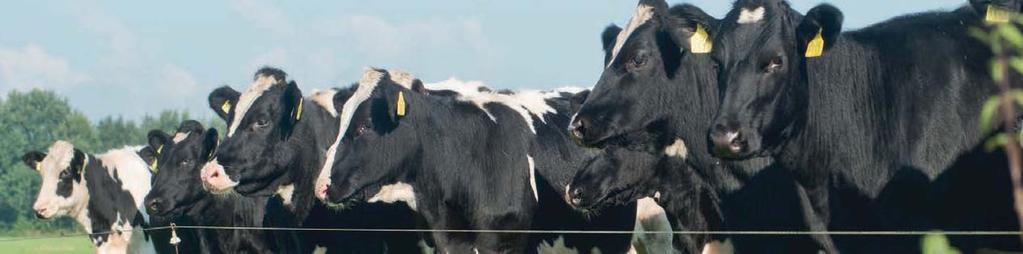 De ene groep kreeg in de opfokperiode in totaal 33 kilo melkpoeder, terwĳl de andere groep met 70 kilo poeder op een veel hoger niveau werd gevoerd.