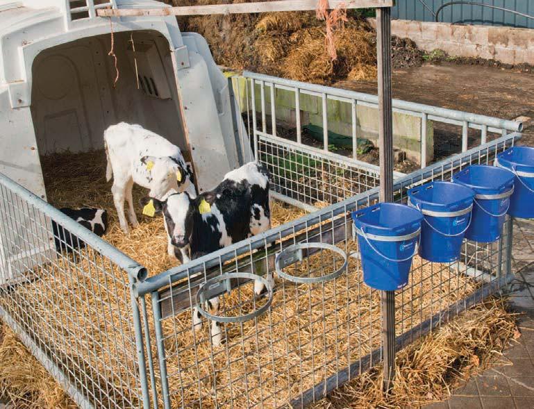 Melkquotum vormt geen beperking meer voor de productie en grond- en voerprĳzen zĳn verder opgelopen. Structureel minder jongvee opfokken is financieel vaak heel aantrekkelĳk, geeft Boeren aan.