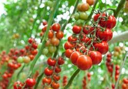 Fruitteelt Divers fruit zoals kersen, pruimen, appels, peren. Voedingstuinbouw Glastuinbouw/ tomaten, paprika, kropsla en komkommer, kleinfruit Vollegrondtuinbouw ( Bijv.