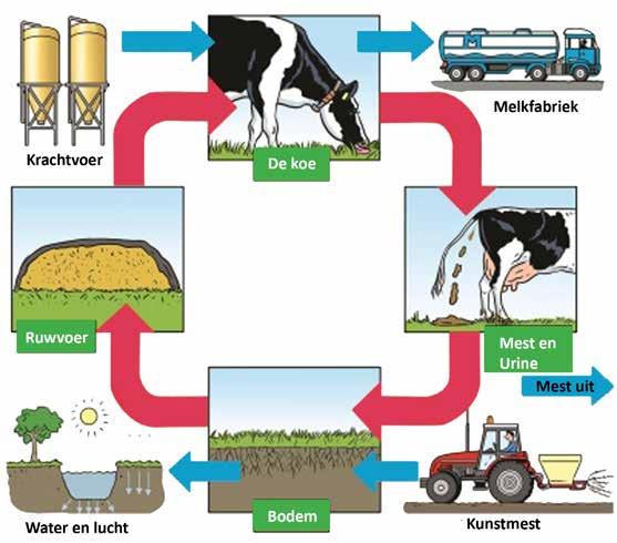 Informatie bij onderwerp 2. Mest en kringloop Een kringloop van voedingsstoffen 1. De koeien eten gras.