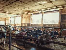 Het woord ligboxenstal geeft aan dat elke koe in een eigen box kan gaan liggen om te rusten en te herkauwen.