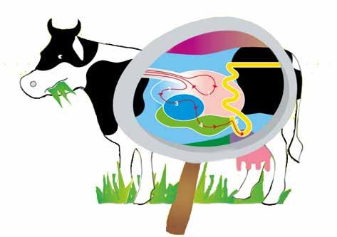 Info bij onderwerp 4. Melkproductie en melkverwerking De koe is een herkauwer en slikt het gras bijna zonder kauwen in. Een koe heeft vier magen.
