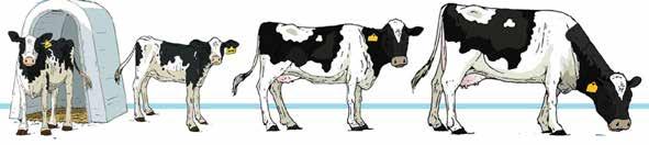Info bij onderwerp 5. Van kalfje tot koe De meeste boeren gebruiken kunstmatige inseminatie (een rietje met zaad van een stier) om hun koeien drachtig te laten worden.