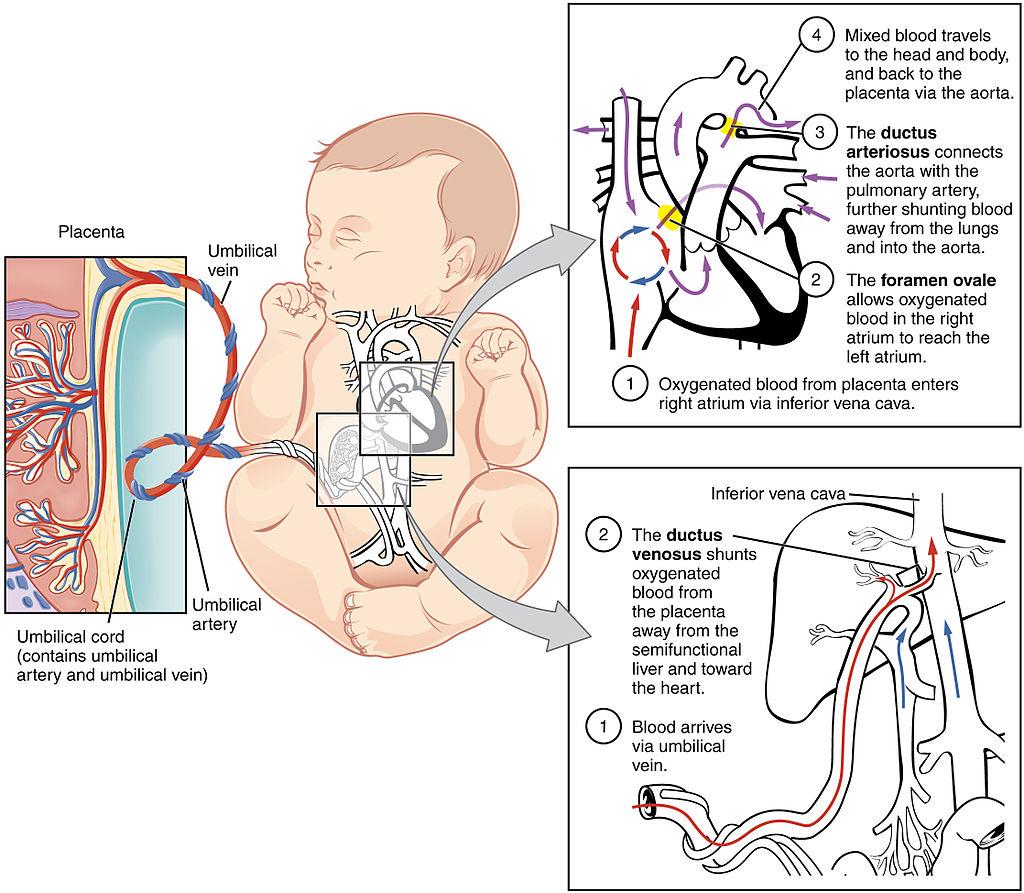 Deze embryonale verbindingen sluiten binnen een aantal dagen na de geboorte, waardoor de systemische en de pulmonale circulatie alleen nog verbonden zijn via hun normale verbindingen (namelijk