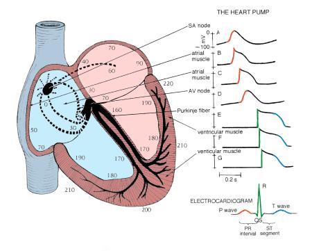 (Bovenstaande afbeelding toont de verschillende vormen van het cardiale actiepotentiaal met daarnaast in het