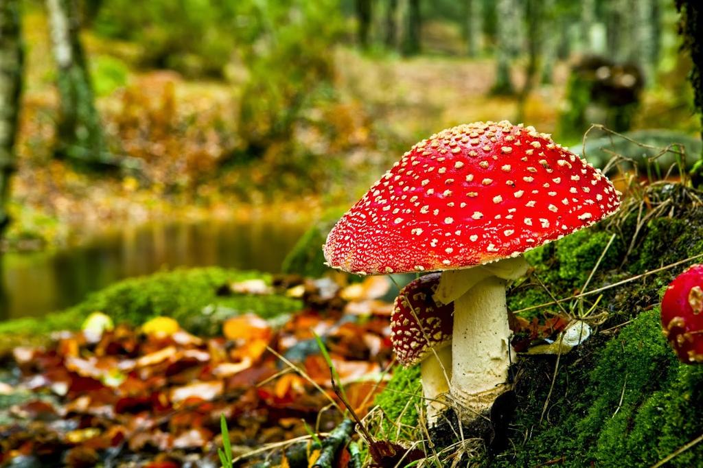 Dinsdag 10 oktober 2017 Herfst buffet Samen genieten van de herfst en de mooie producten die dit seizoen biedt. Aanvang: 17:30 Deelname: 12.