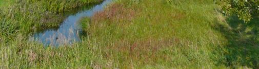 Het grondgebruik bestaat voornamelijk uit intensief graslandbeheer. In tegenstelling tot de Redichemse waard is de Lazaruswaard nagenoeg open.