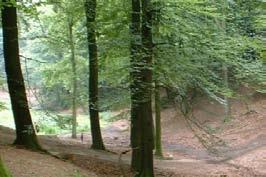Natuur Speulder- en Sprielderbos: Dansende bomen Het eeuwenoude Speulder- en Spielderbos is een van de mooiste en oudste bossen van Nederland. Naar verluidt bedekten al na de laatste IJstijd, ruim 10.