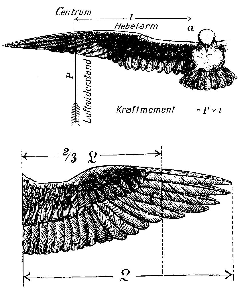 de conventionele vleugel