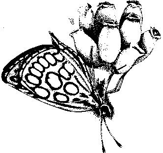 ..vlinders zijn meestal onopvallend gekleurd omdat zij overdag slecht zichtbaar moeten zijn.