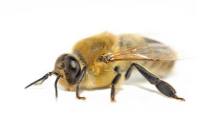 Waaruit bestaat een bijen populatie; Koningin Elke kolonie heeft altijd slechts één koningin. Ze leeft maximaal vijf jaar en is in die tijd de enige die voor nakomelingen zorgt.