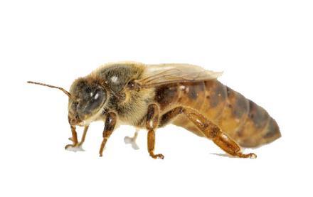 Gedurende het gehele stadium van larf worden zij door verpleegkundige bijen in een koninklijke cel gehouden en gevoed met een dieet; de voedzame royal jelly ofwel koninginnengelei.