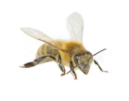 Deze onvruchtbare vrouwelijke werkbijen worden aanvankelijk alleen gevoed met koninginnengelei; in hun verdere leven hebben ze honing, nectar of stuifmeel, en een beetje water nodig.
