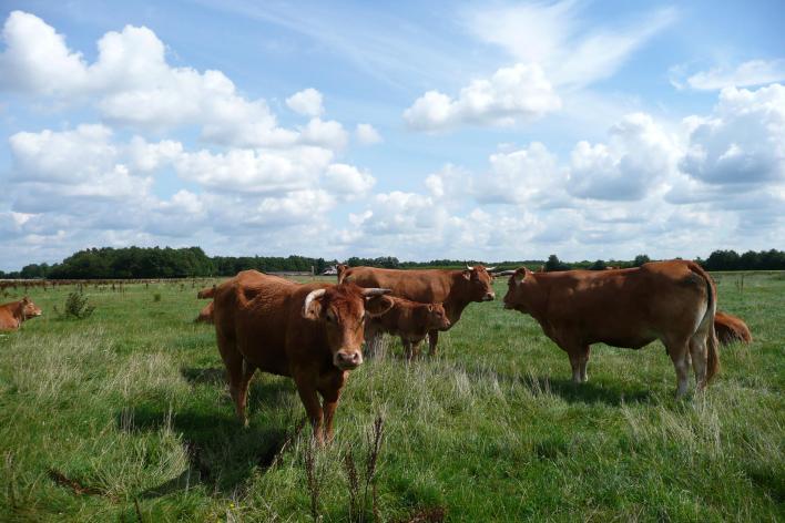 's Zomers graast het vee op de weilanden en hooilanden. De eeuwenoude kringloop.