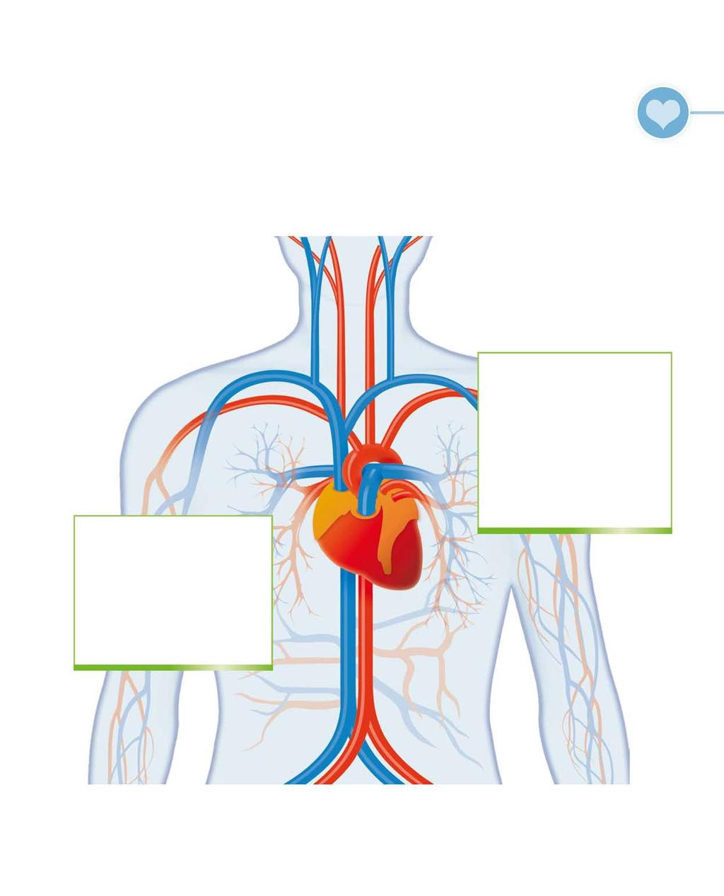 VOEDINGSSUPPLEMENTEN EN SPECIALE PRODUCTEN 17 Het cardiovasculair systeem Wie zijn cardiovasculair systeem daadkrachtig wil ondersteunen, kan dit aan de hand van eenvoudige werkzame middelen.