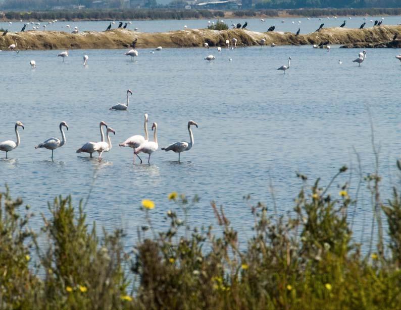 Vogelspotten Vogelspotten op fantastische locaties De Algarve heeft veel plaatsen waar je honderden soorten watervogels kunt spotten, waaronder flamingo s, ibissen, rode reigers, zilverreigers,