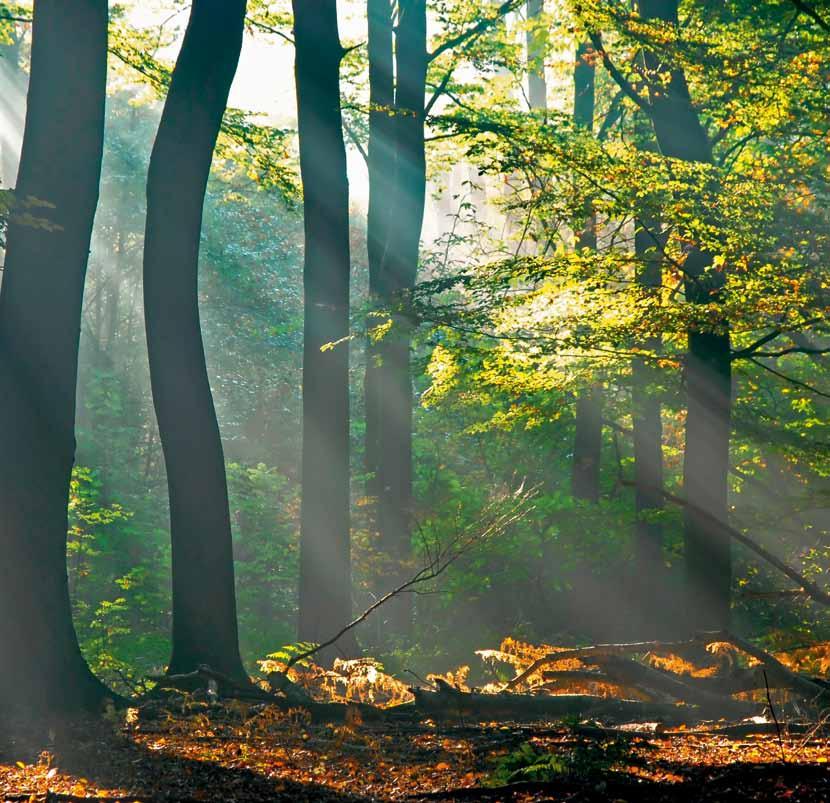 Hoe meer hout wij verbruiken, des te meer bossen we zullen hebben.