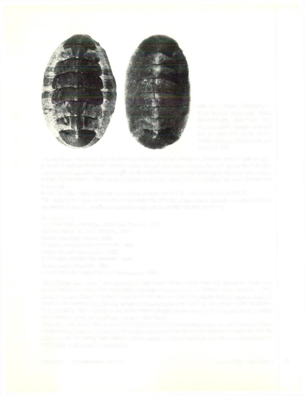 Afb. 68 Links: Cal loch iton s. septemvalvis (Montagu, 1803), Scarborough, Engeland; Coll. Kaas no. 3122. Rechts: Callochi- ton s. euplaeae (O.G. Costa, 1829), Bodrum, Turkije; Coll. J.P. Buys no.
