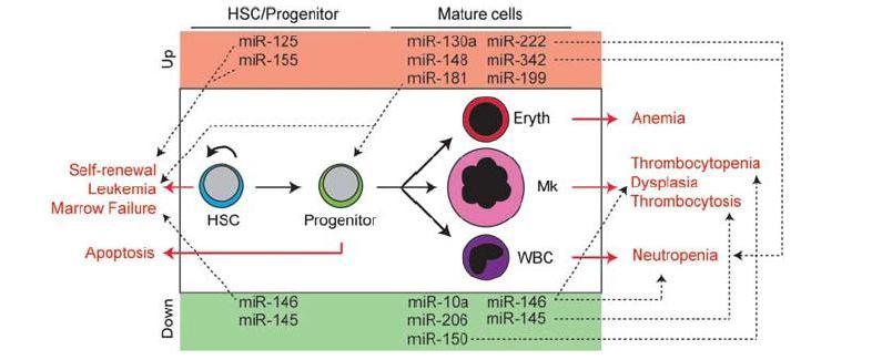 Figuur 13: Overzicht van de mirna-bijdrage in de pathogenese van MDS.