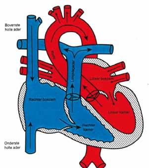 Normale werking van het hart Om de informatie over uw hartafwijking te begrijpen, is het nodig om de normale structuur van het hart te schetsen.