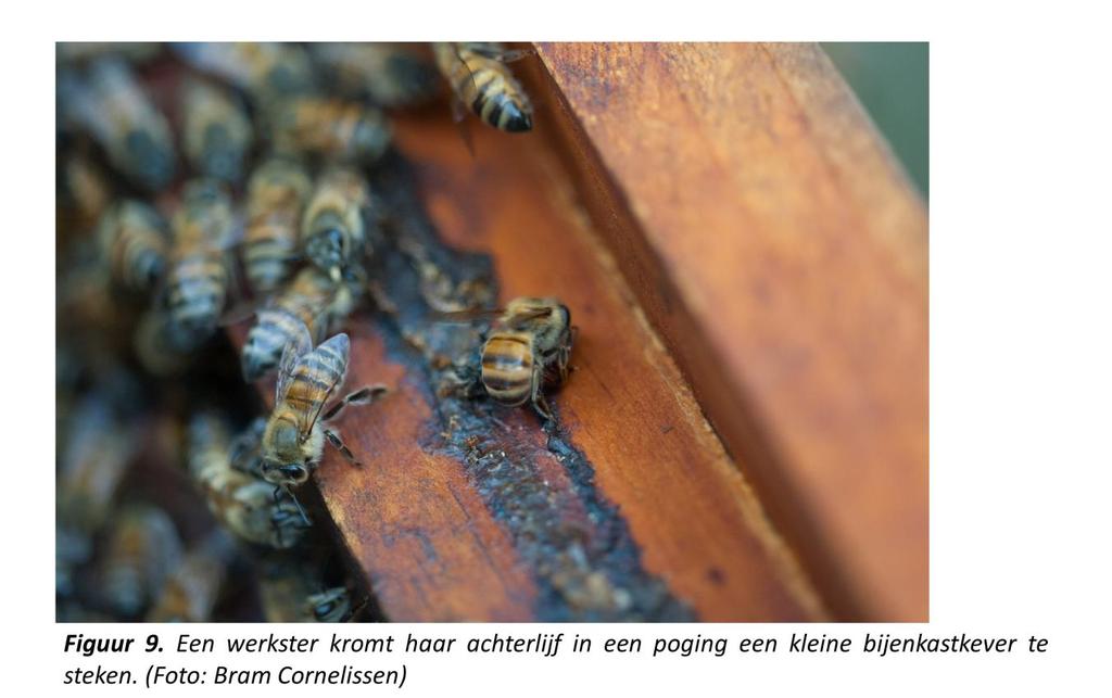 Een goed beschreven onderdeel van de relatie tussen de kleine bijenkastkever en de honingbij is de sociale inkapseling (social encapsulation, figuur 10).