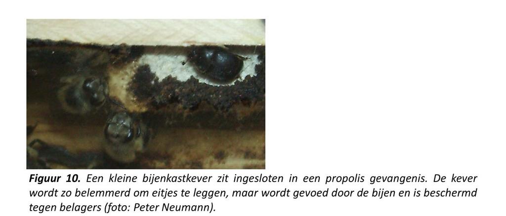 Een opvallend detail is dat de kevers in leven gelaten worden en door middel van trophallaxis (voedseluitwisseling) door honingbijen gevoerd kunnen worden.