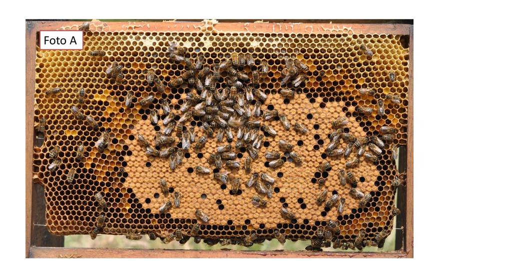 Verder zijn er aanwijzingen dat het handelen van de bijenhouder van invloed is op het aantal kevers in een bijenkast.