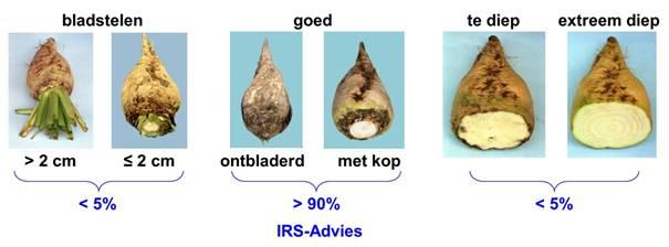 Bij 1 cm te diep koppen gaat 6% van de netto biet verloren, bij 2 cm is dat al 15%!