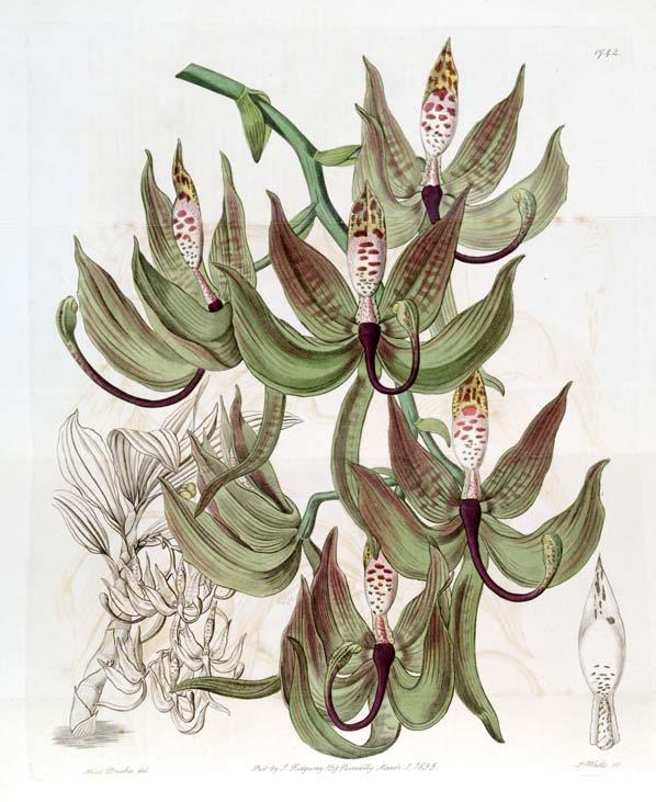 Cycnoches loddigesii