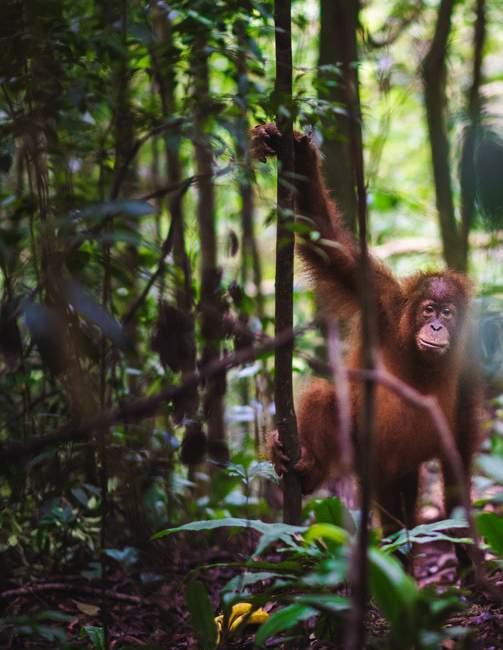 Gunung Leuser National Park is een van de weinige plaatsen in de wereld waar de Sumatraanse orang-oetangs nog in het wild leven.
