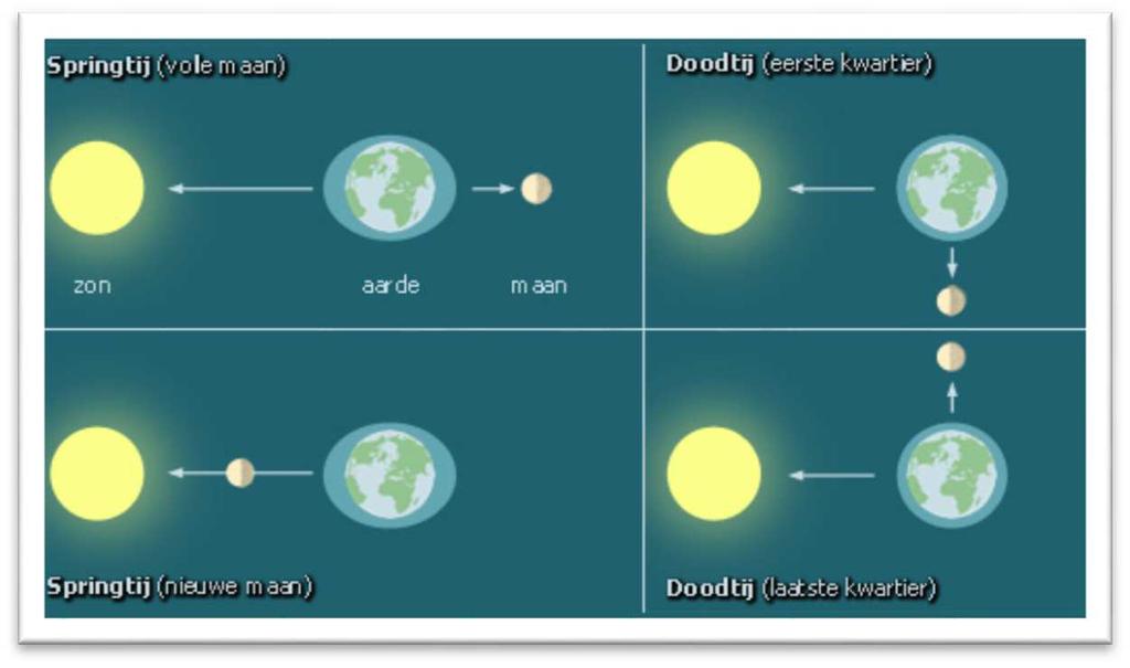 Hoofdstuk 3: Getijden- en stromingsleer - 15 - Figuur: invloed van de schijngestalten van de maan op het getij Figuur: voorstelling van de banen die maan en aarde volgen in hun omwenteling rond de