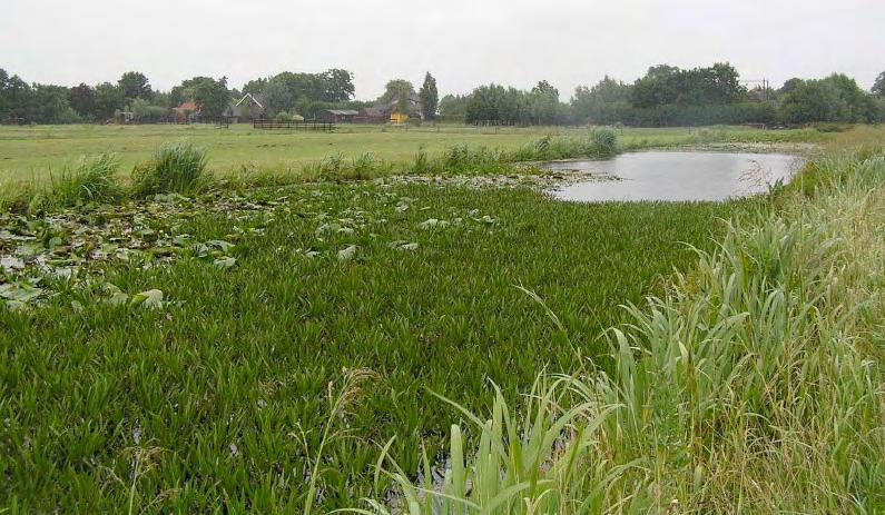 VERBREDE SLOTEN Impressie verschijningsvorm Watervegetatie Ondiep water (ondieper dan twee meter), begroeid met submerse en drijvende waterplanten inclusief matten van krabbenscheer ( die voor