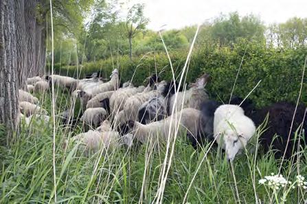 Parkbeheerplan gemeentelijk park t Torreken, Mariënstede, Rosarium en Chirobosje te Dadizele: Samen met het landschapsarchitectenbureau BOSsaert werd in opdracht van de gemeente Moorslede het park