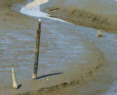 De zeedijk komt in 1986 op deltahoogte (+9 m. NAP), de sluis verdwijnt, het haventje verzandt, de geul verlandt. Wind jaagt door het riet. Schapen grazen als stippen aan de horizon.