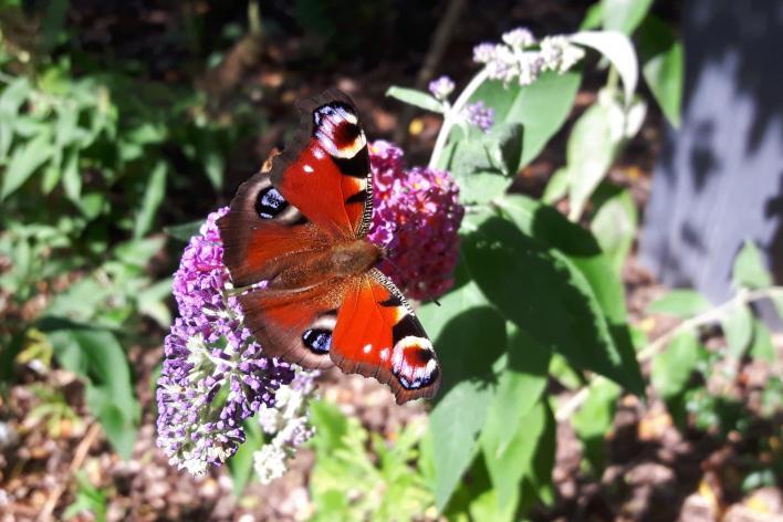 ) Met de Vlinderslag Aan de vlinders is gedacht met planten waar ze voedsel kunnen vinden