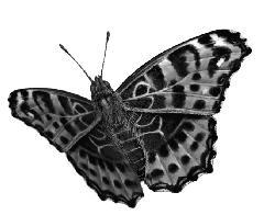 00u = Vlindersafari (tocht doorheen de bossen waarbij men meer te weten komt over de wereld van de vlinder 15.00u-16.30u = Knutselen met Miete 15.30u-16.