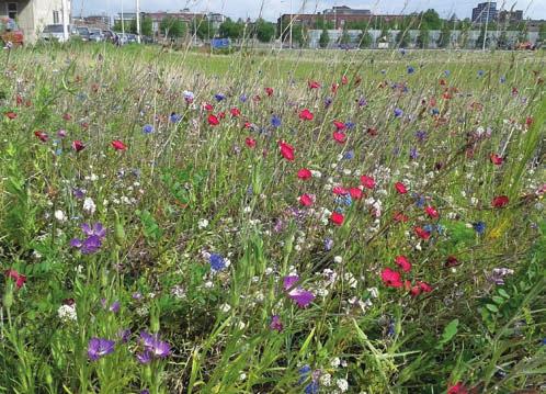 Grassen & kruiden Bloemenweide Vegetatie bestaand uit grassen en kruiden waarbij het maaisel wordt afgevoerd (verschralingsbeheer) speciaal ingezaaid met bloemenmengsel Beheer mede gericht op