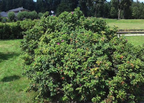 Heesters Botanische rozen Beplanting van Rosa rugosa en Rosa rubiginosasoorten met stekelige opgaande twijgen.