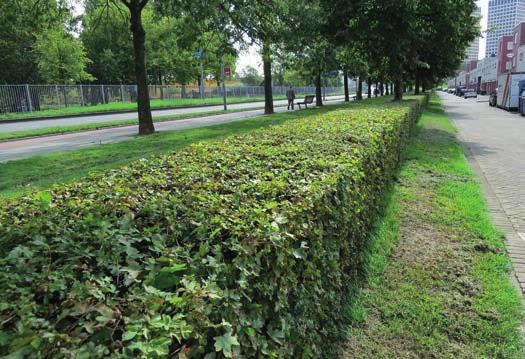 Hagen Geschoren haag Al of niet gemengde smalle heesterbeplanting die aan de