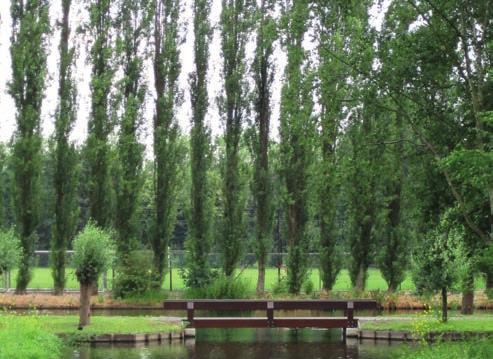 Hagen Windscherm Dicht opeen geplante boomvormers van een of maximaal 2 rijbomenrijen al dan niet met onderbeplanting van inheemse heesters. Geen individueel boomonderhoud, dunning van de bomen.