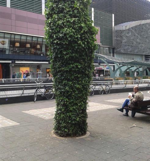 Klim en leiplanten Zuilklimplanten Klimop of andere zelfhechtende klimplanten die op een zuil (stalen skelet) groeien.