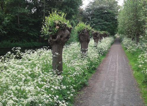 (dus niet hakhout / griend) knotten, eens