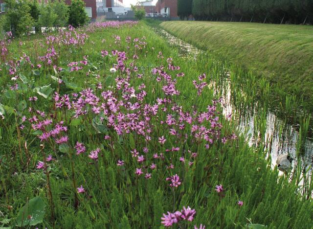 Moeras en Oevervegetatie Moerasvegetatie bloemrijke ruigte Ruigere variant