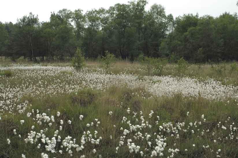 Figuur 2. De biotoop van de Hoogveenglanslibel Somatochlora arctica in Witte veen wordt gedomineerd door Veenpluis (Eriophorum angustiofolium).