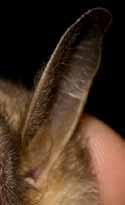 Myotis myotis vale vleermuis GROOT Dikke snuit Lange oren met % korte tragus Uitstekende botten Vaak geel van de loopkevers (ruikt ook zo) Zwarte traguspunt Myotis bechsteinii