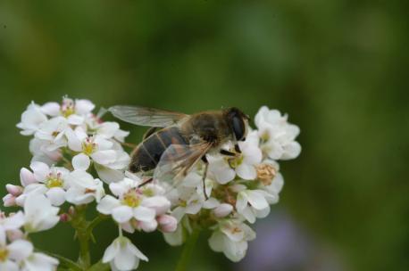 planten tegelijk bezocht Honingbijen vragen grote
