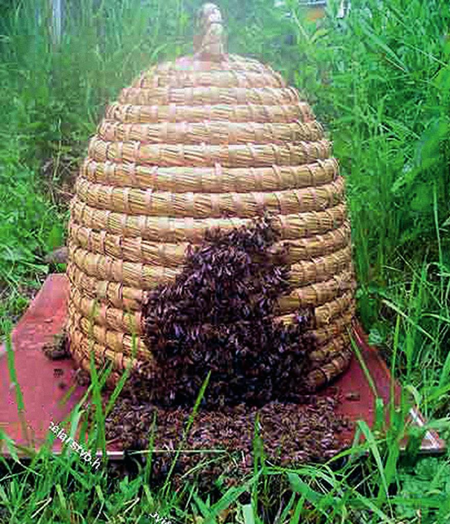 NUTTIG INSECT Iedereen kan een steentje bijdragen om het de bijen gemakkelijker te maken Of u nu in het buitengebied woont, een grote of een kleine tuin heeft, maïs verbouwt of zelfs alleen maar een